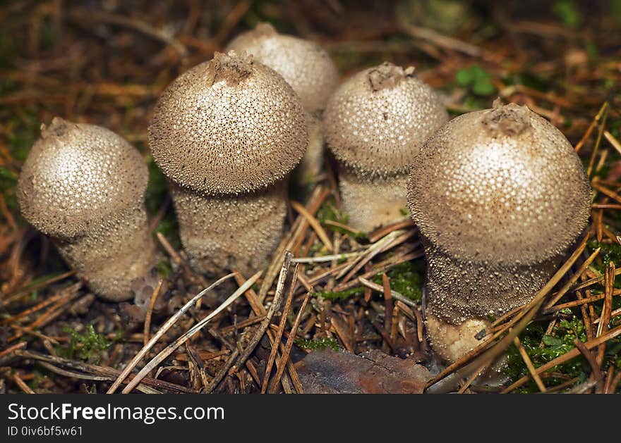 Fungus, Mushroom, Edible Mushroom, Agaricaceae