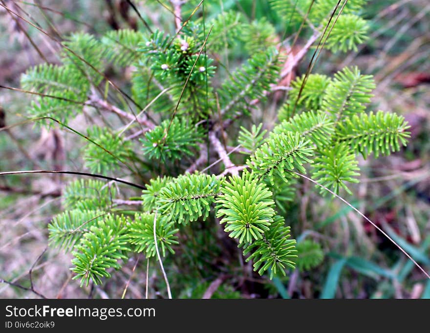 Vegetation, Pine Family, Plant, Fir