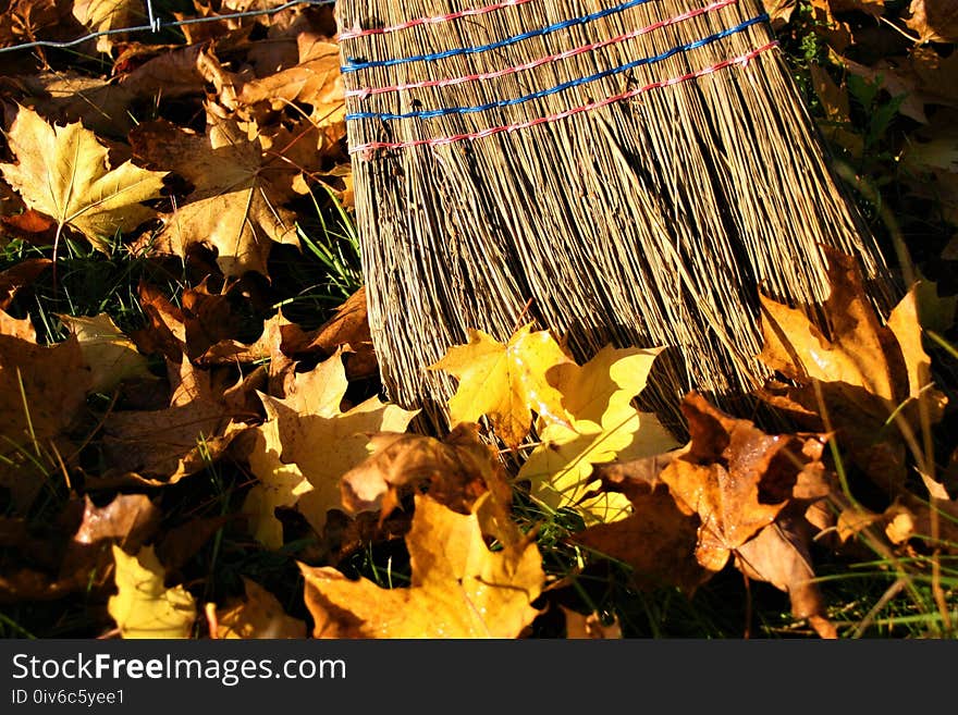 Leaf, Yellow, Autumn, Plant