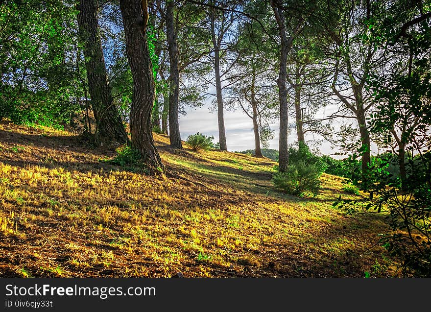 Nature, Tree, Woodland, Vegetation