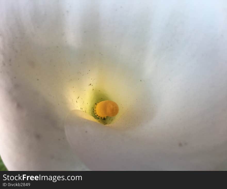 The ethereal Zantedeschia aethiopica, is much easier to remember as the Calla lily, 2.