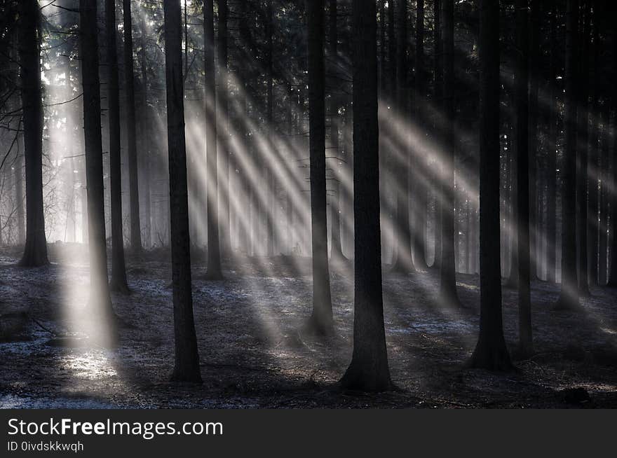 Sun rays in the autumn foggy mountain forest in the Jizera Mountains in the Czech Republic. Sun rays in the autumn foggy mountain forest in the Jizera Mountains in the Czech Republic