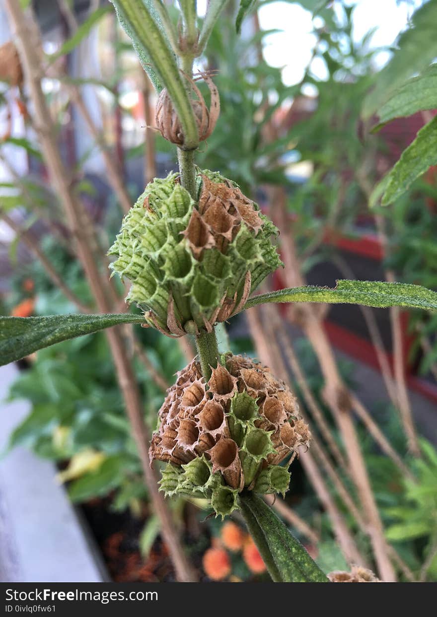 Lions tail, Leonotis Leonurus, tail view, 2