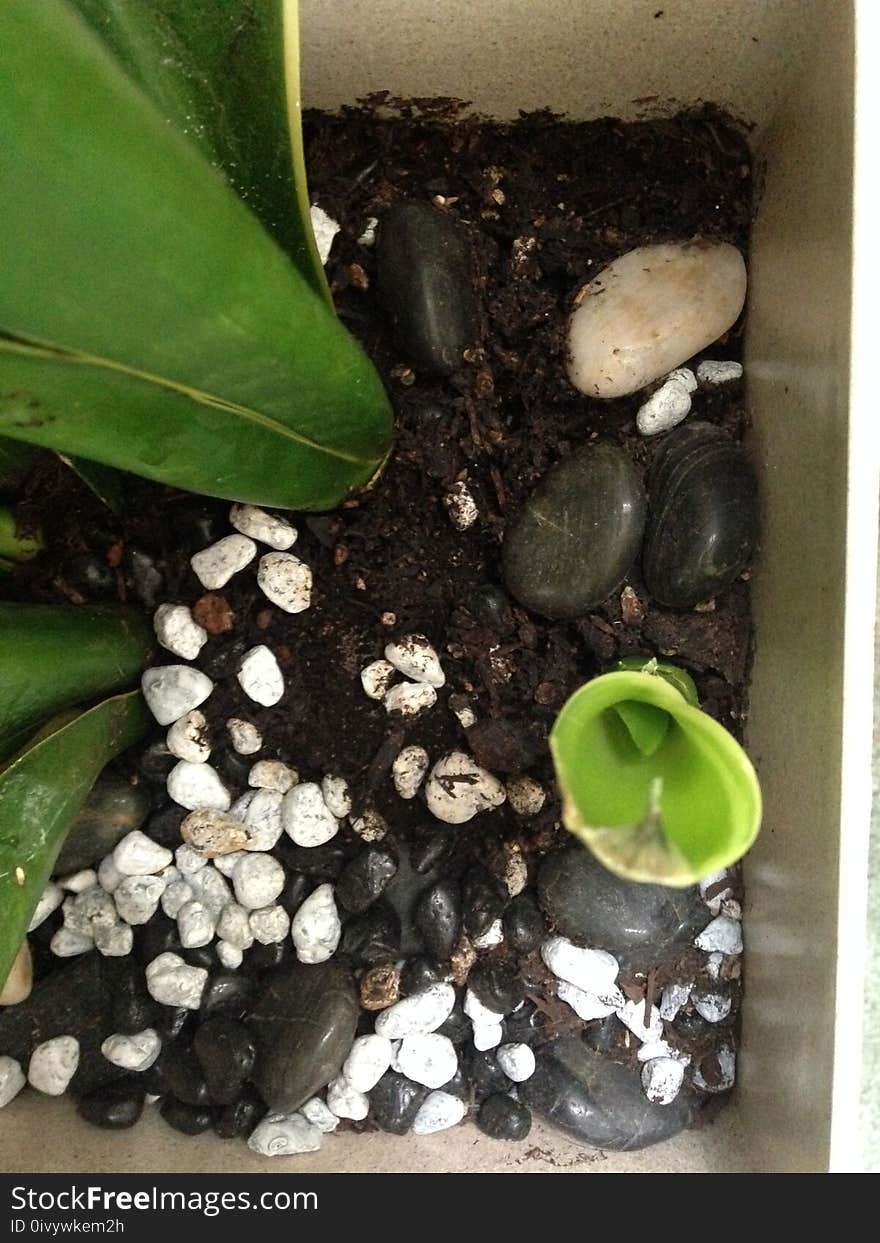 A broad-leaf mother in law tongue plant, shooting up a new shoot, in a pot with pebbles. Because this plant grows so quickly so easily, it can be used as a natural curtain, or screen. A broad-leaf mother in law tongue plant, shooting up a new shoot, in a pot with pebbles. Because this plant grows so quickly so easily, it can be used as a natural curtain, or screen.