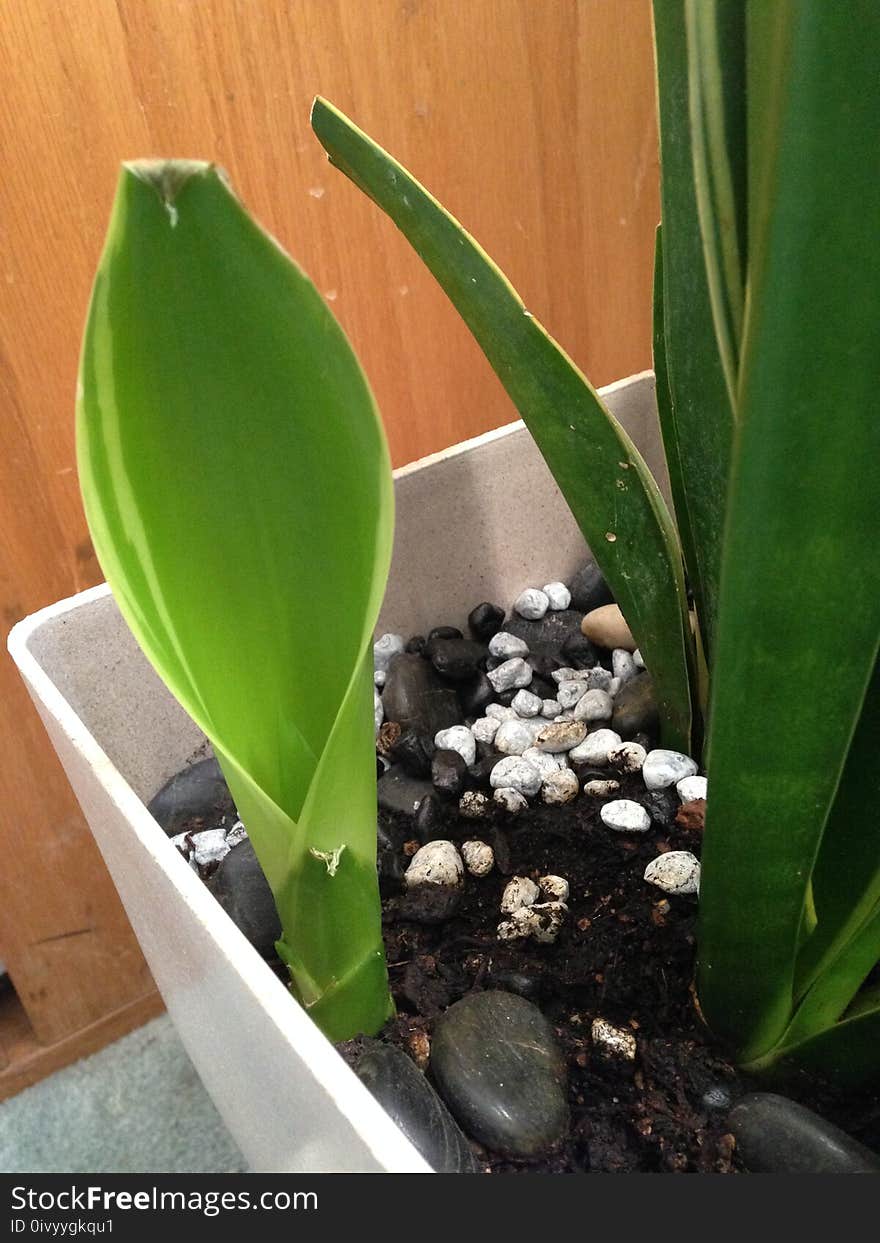 A broad-leaf mother in law tongue plant, shooting up a new shoot, in a pot with pebbles. Because this plant grows so quickly so easily, it can be used as a natural curtain, or screen. A broad-leaf mother in law tongue plant, shooting up a new shoot, in a pot with pebbles. Because this plant grows so quickly so easily, it can be used as a natural curtain, or screen.