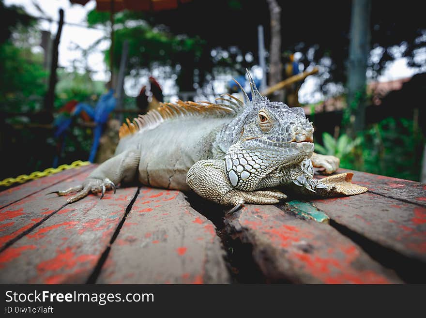 Closeup iguana in the zoo