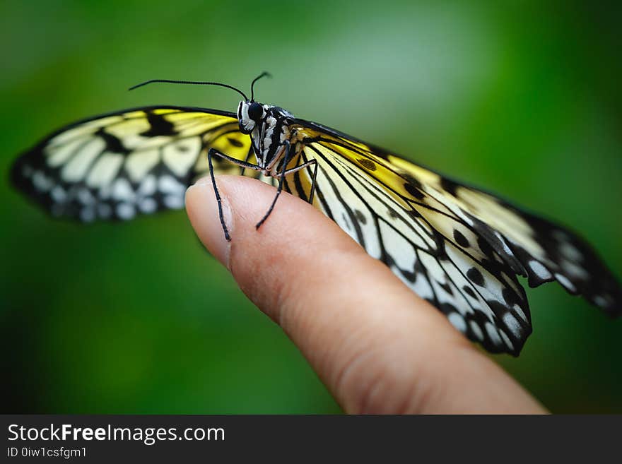 Closeup The Butterfly on finger