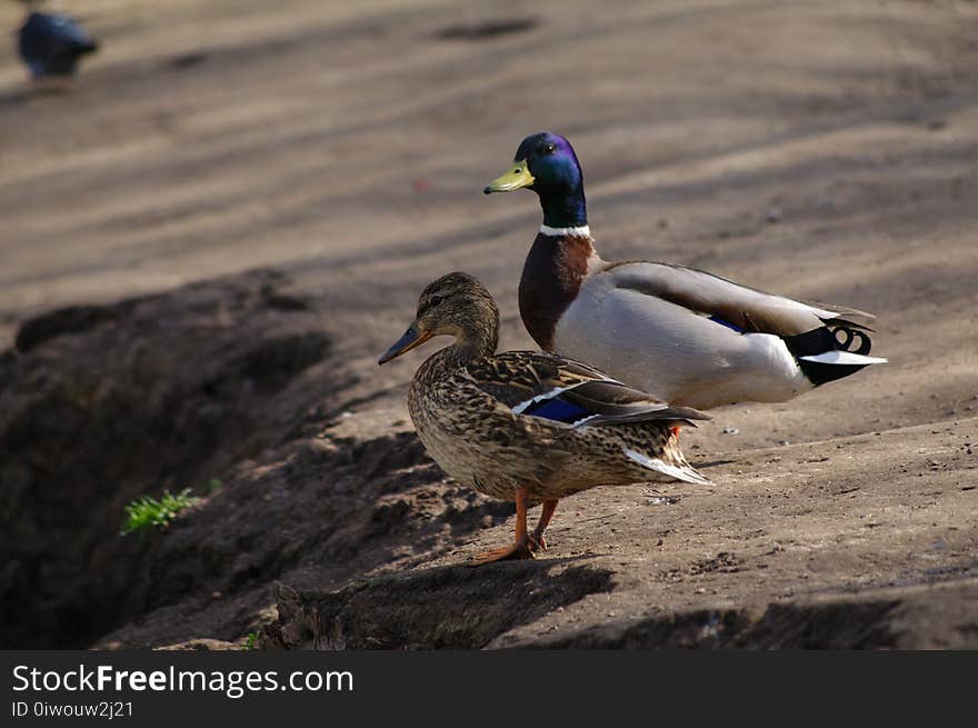 Two ducks walking near the pond in the park at summer time. Two ducks walking near the pond in the park at summer time