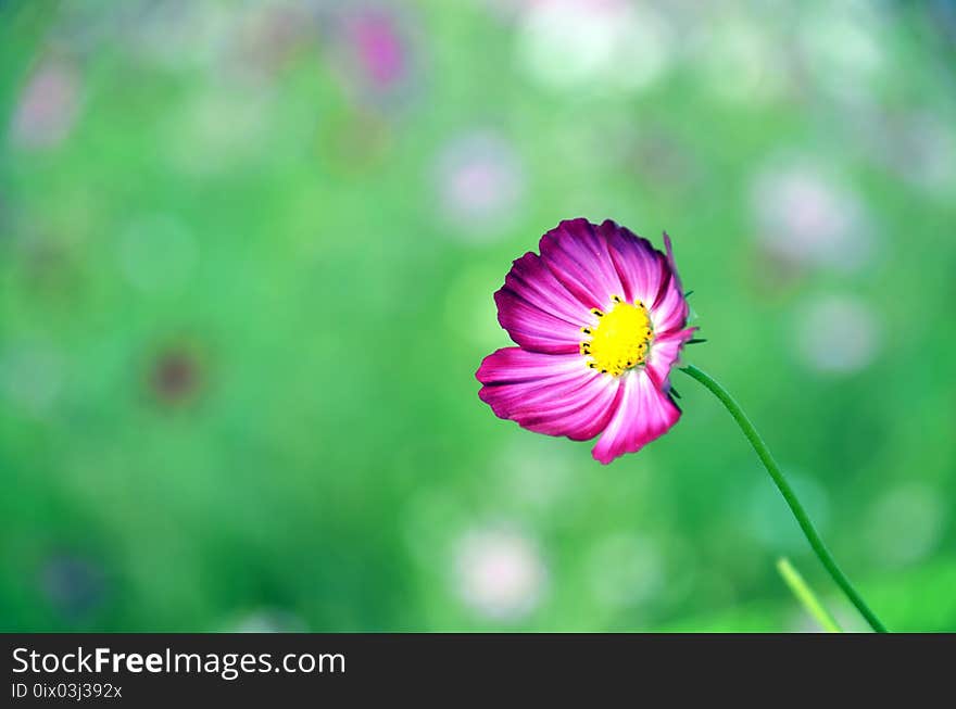 Flower, Garden Cosmos, Flora, Plant