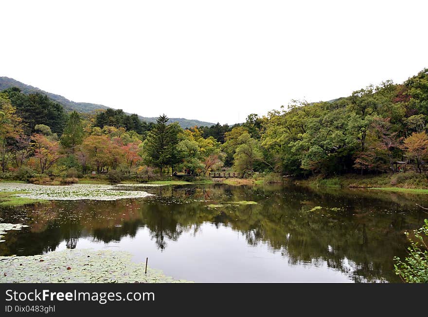 Nature, Nature Reserve, Vegetation, Reflection