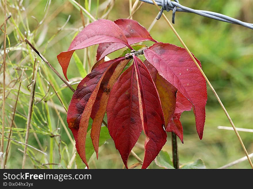 Leaf, Plant, Flora, Autumn