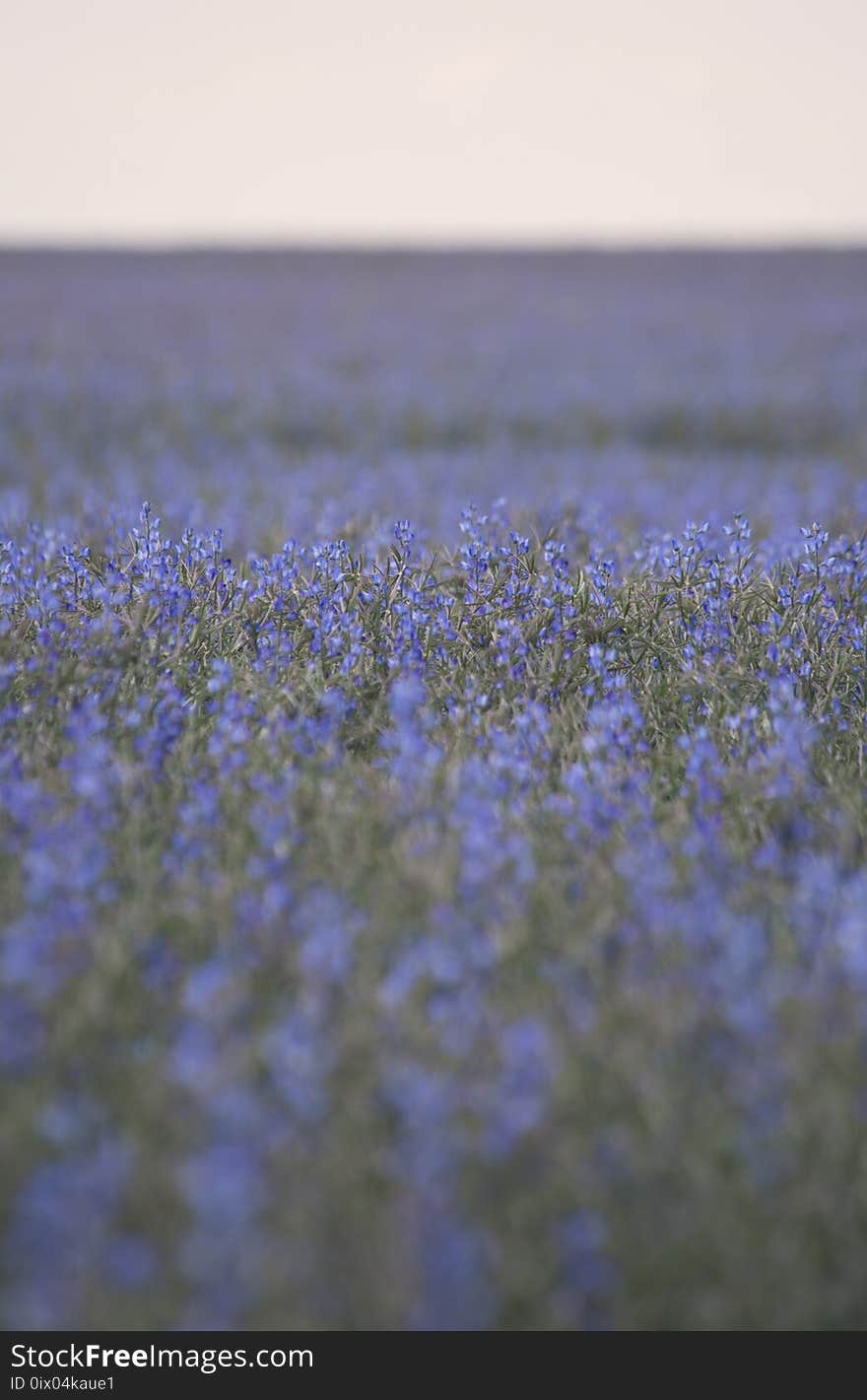 Flower, Lavender, Sky, Field