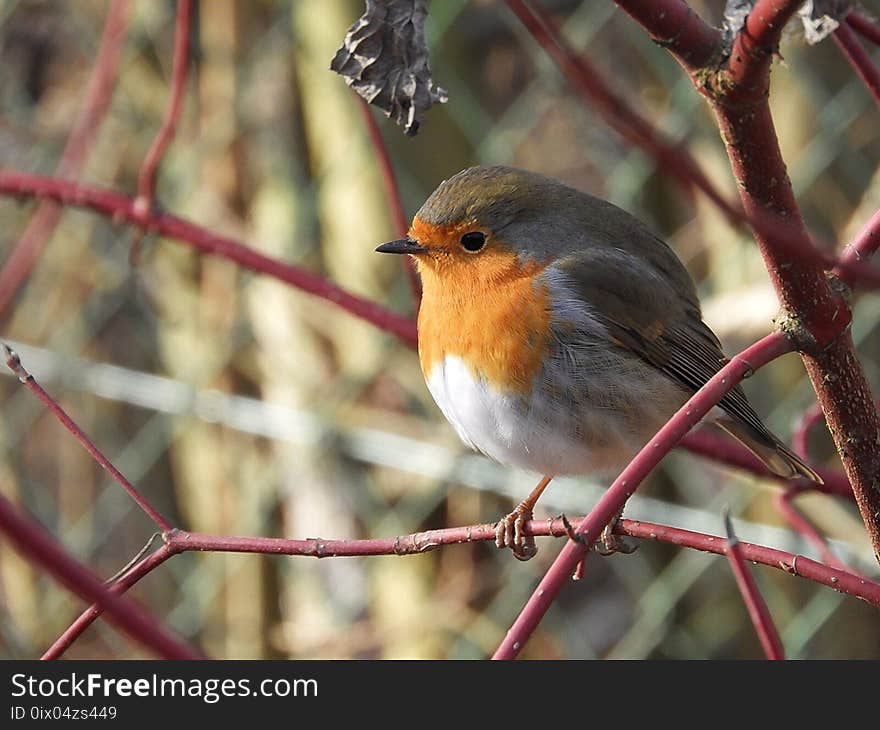 Bird, European Robin, Beak, Fauna