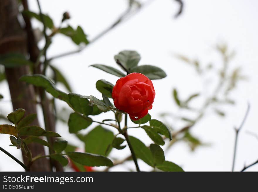 Plant, Flower, Garden Roses, Flowering Plant