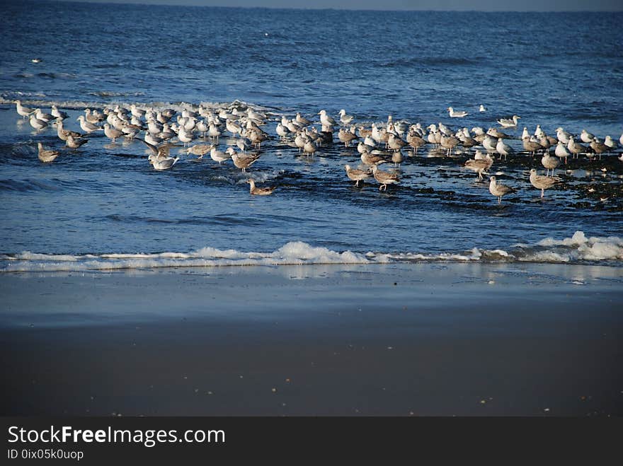 Seabird, Sea, Ocean, Water