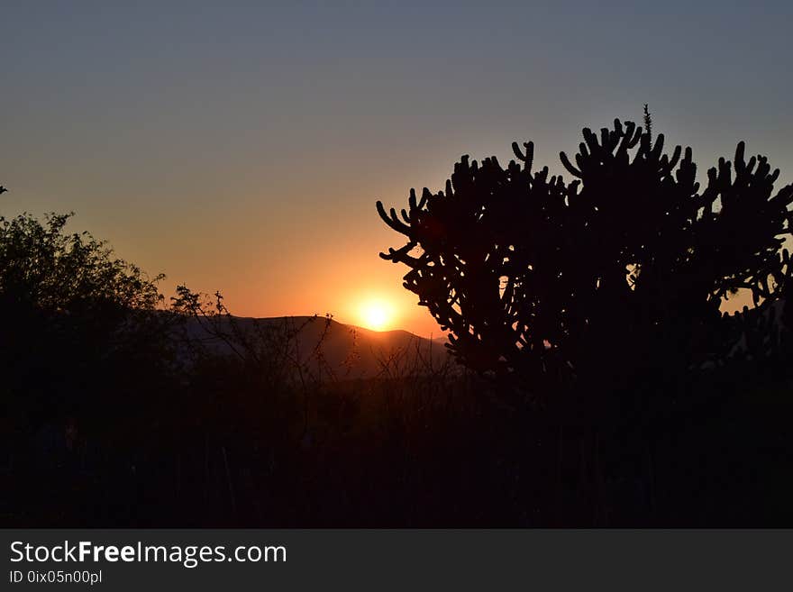 Sky, Sunrise, Tree, Sunset