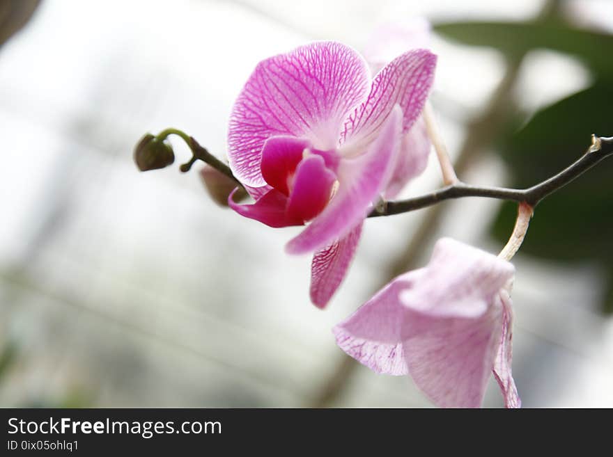 Flower, Pink, Flora, Flowering Plant