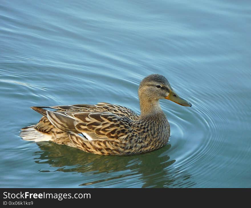 Bird, Duck, Mallard, Water Bird