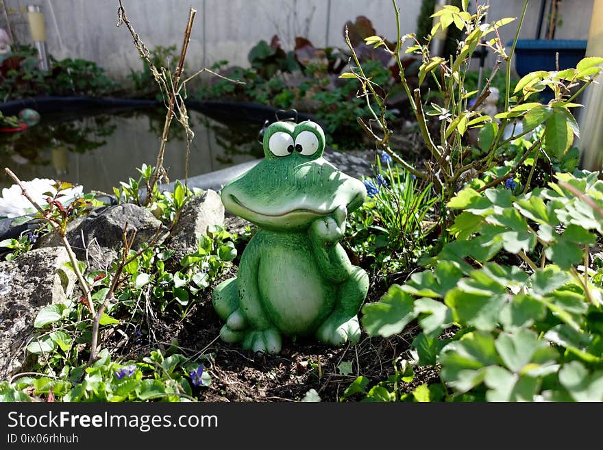 Frog, Amphibian, Toad, Plant