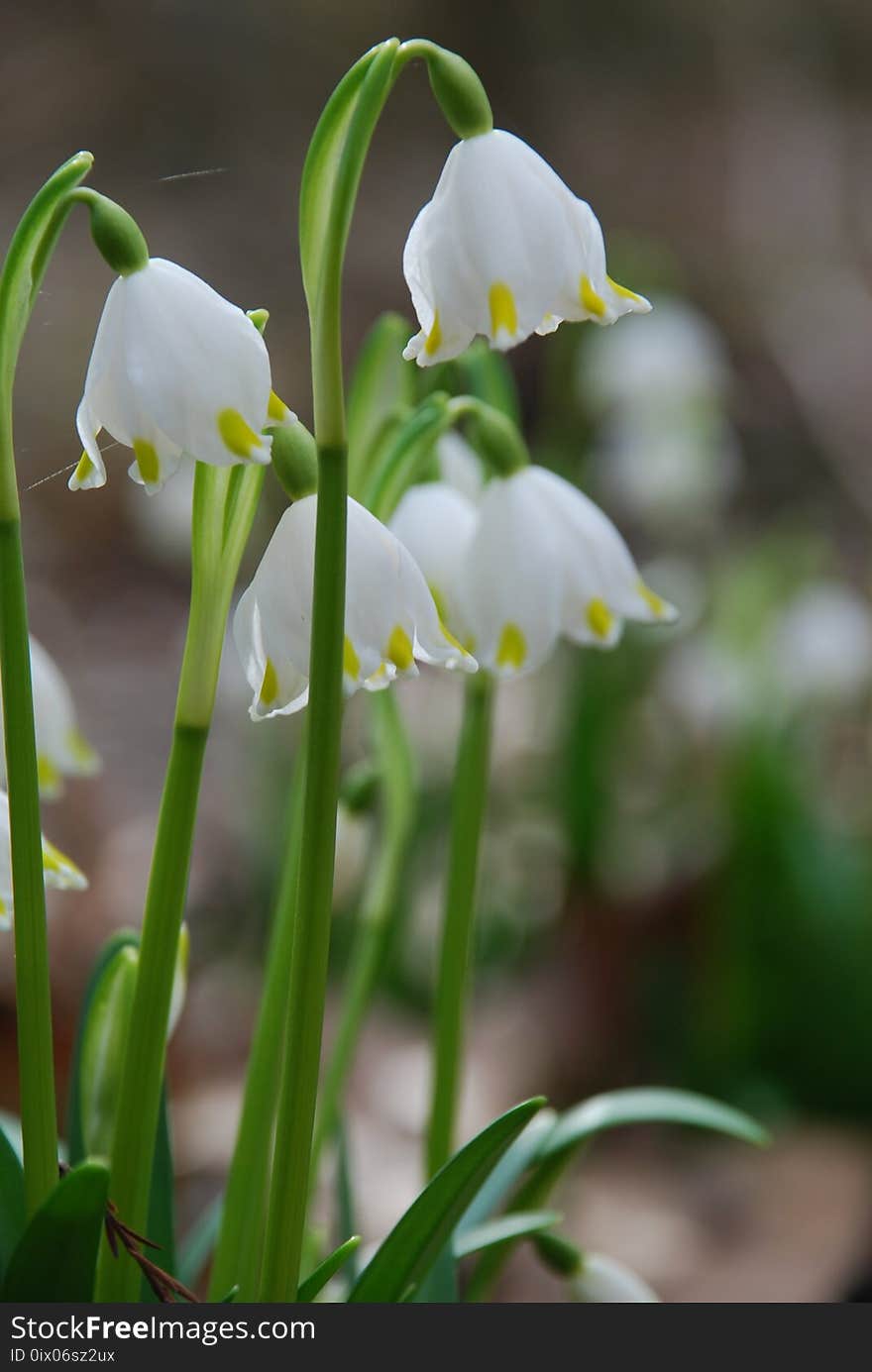 Flower, Galanthus, Plant, Snowdrop