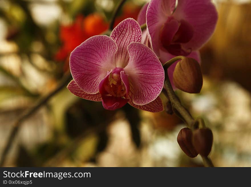 Flower, Plant, Pink, Flowering Plant