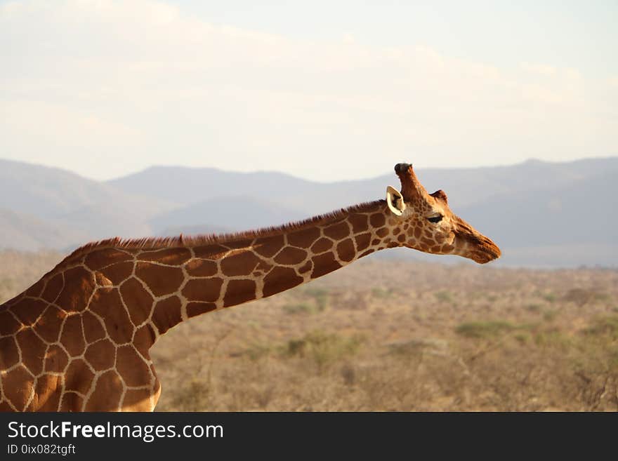 Giraffe, Wildlife, Terrestrial Animal, Fauna