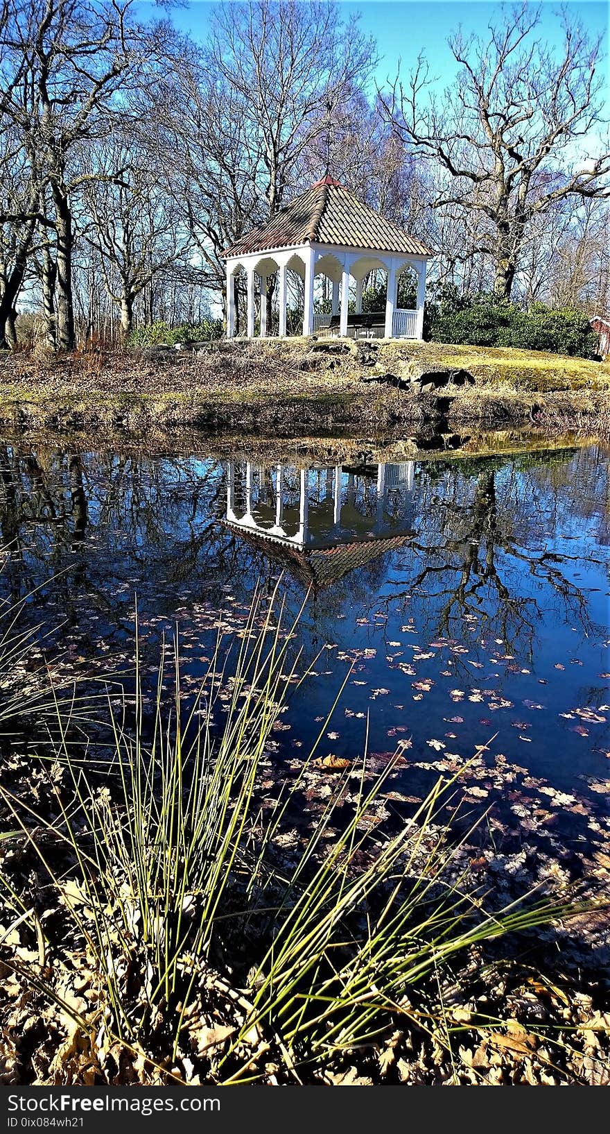 Reflection, Water, Nature, Tree