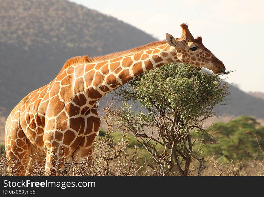 Giraffe, Terrestrial Animal, Wildlife, Fauna