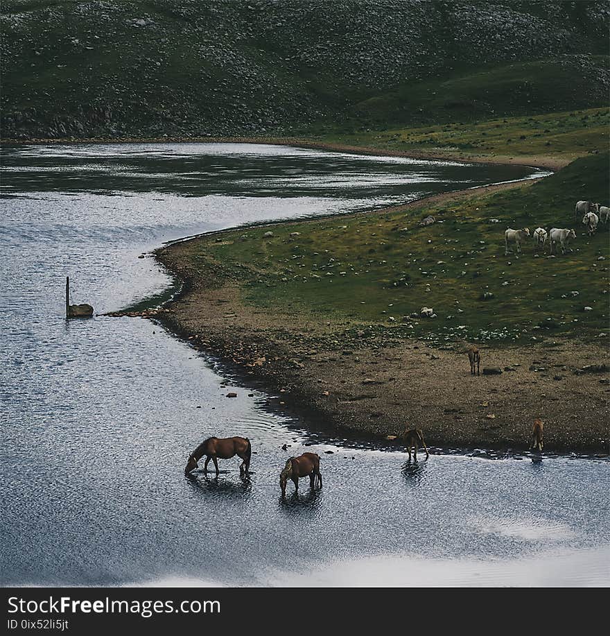 Wild Horses