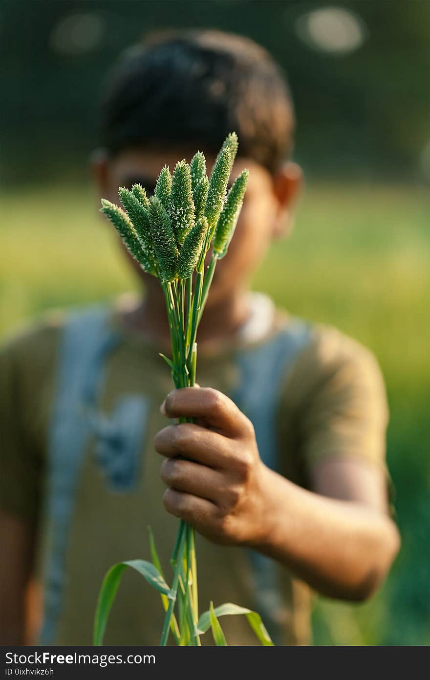 Phalaris minor or Gehu Ka Mama in India detailed macro