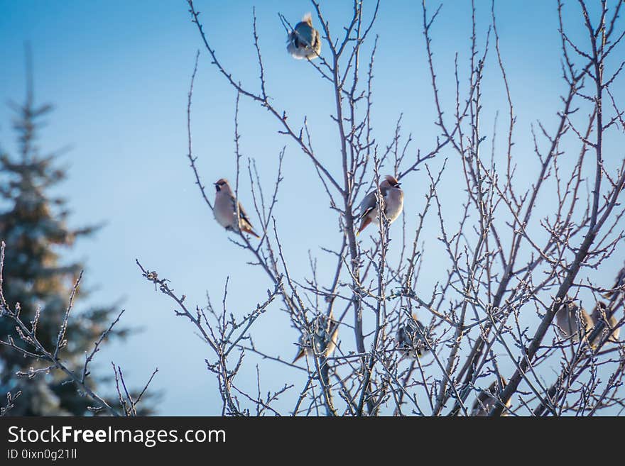 Hungry waxwing birds sitting on frosted tree branches. Hungry waxwing birds sitting on frosted tree branches.