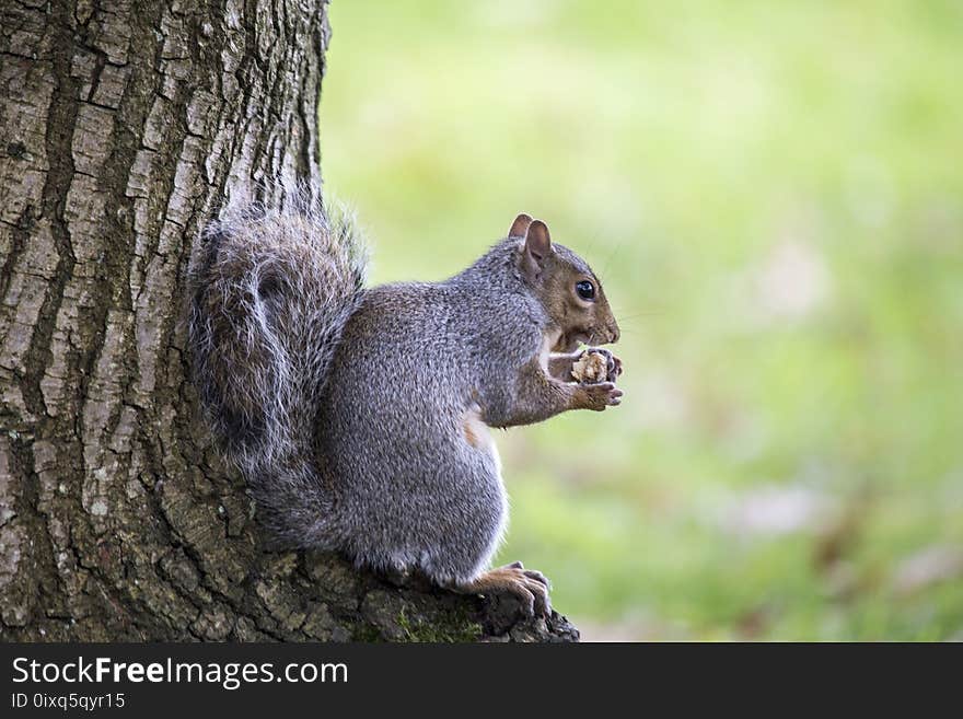 Grey Squirrel Sciurus Carolinensis