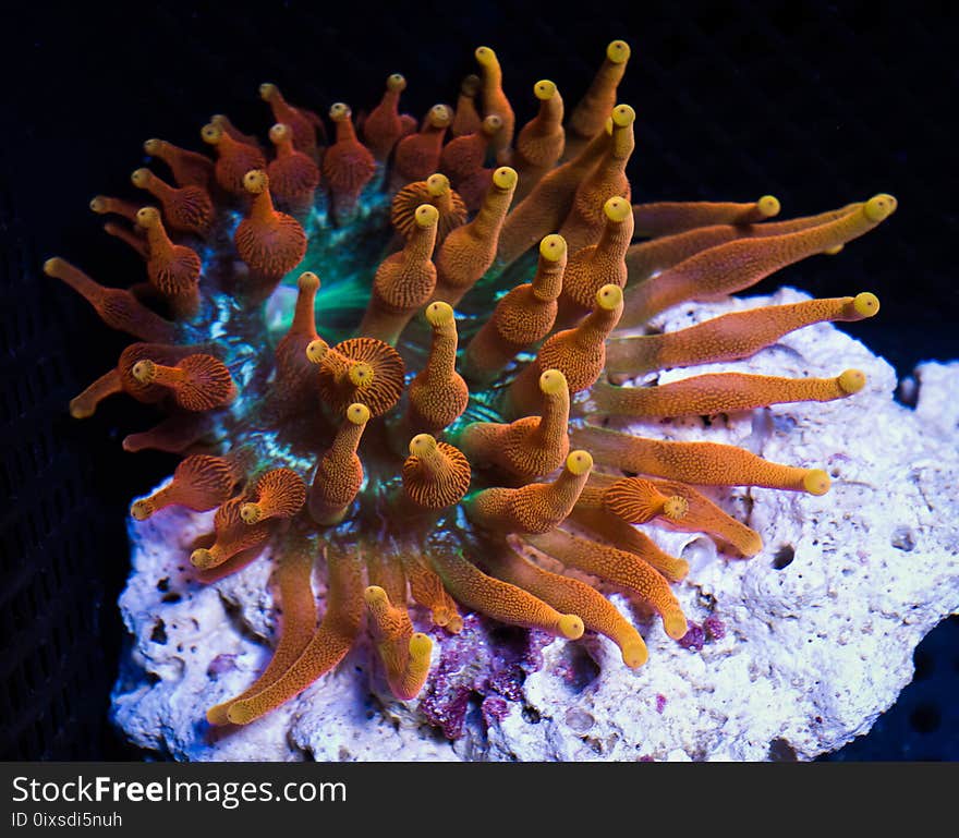 Colorado Sunburst Bubble Tip Anenome