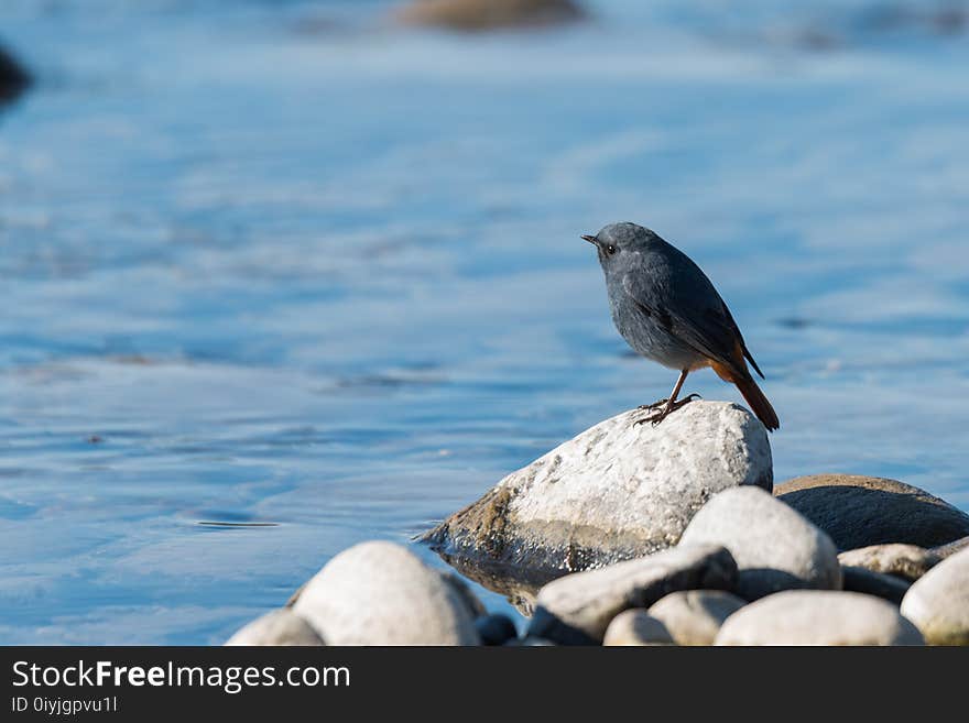 The plumbeous water redstart is a passerine bird standing on a rock near river. The plumbeous water redstart is a passerine bird standing on a rock near river