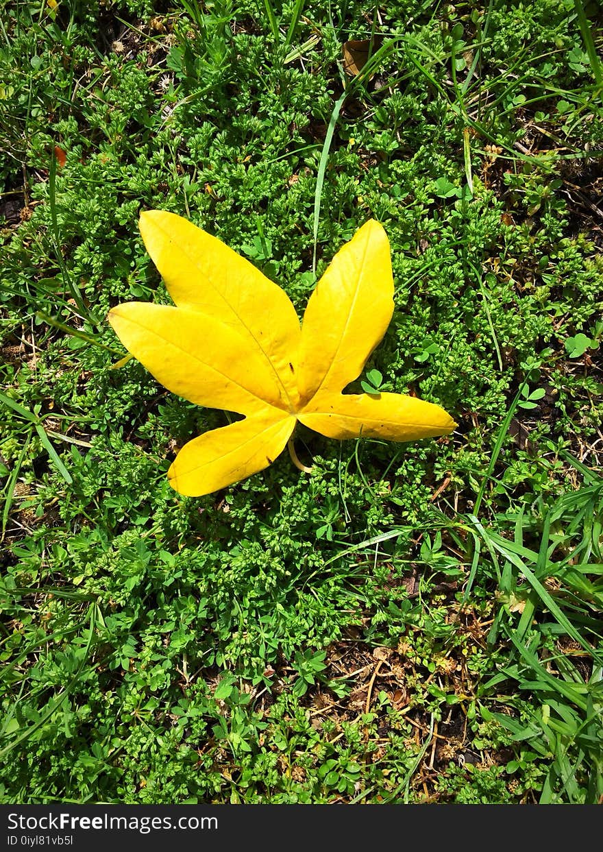 Yellow Leaf On Green Grass