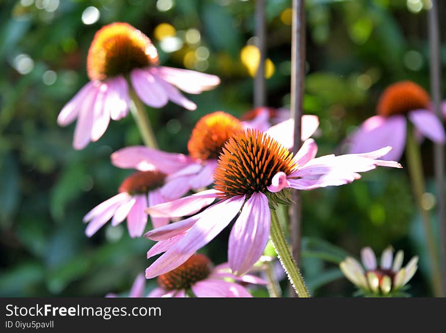 Flower, Plant, Flora, Coneflower