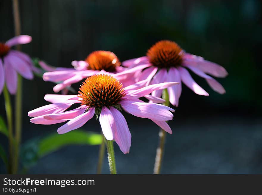 Flower, Coneflower, Plant, Purple