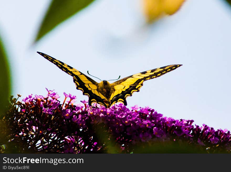 Butterfly, Moths And Butterflies, Insect, Fauna