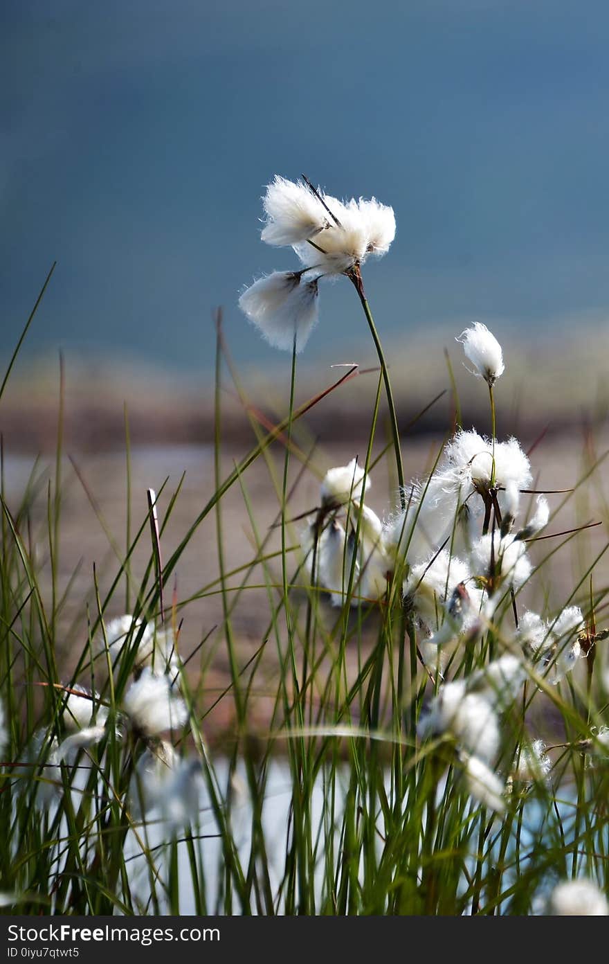 Flower, Sky, Flora, Plant