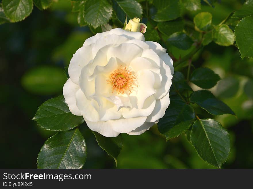 Flower, Rose Family, Rose, Flowering Plant