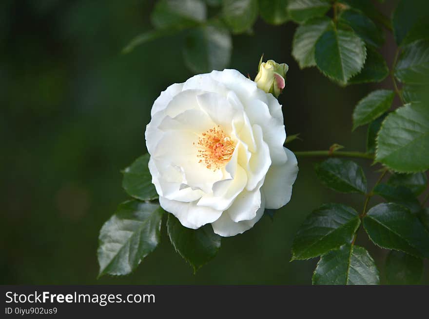 Flower, Rose, Rose Family, White