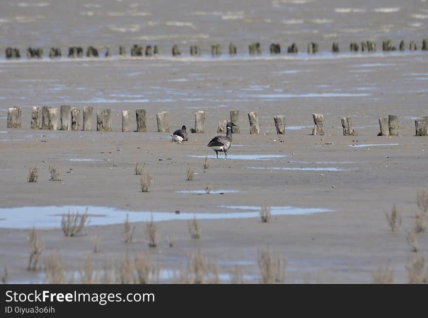 Mudflat, Bird, Fauna, Shorebird