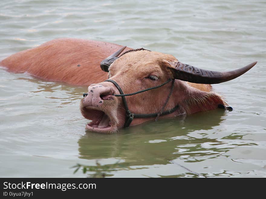 Cattle Like Mammal, Water Buffalo, Wildlife, Snout