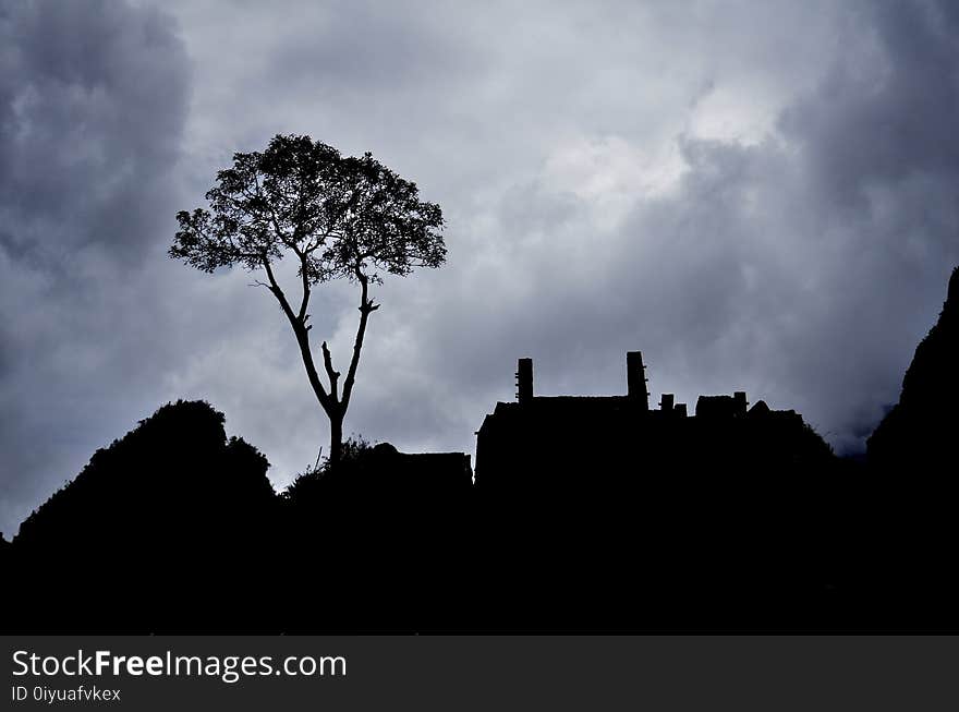 Sky, Cloud, Tree, Silhouette