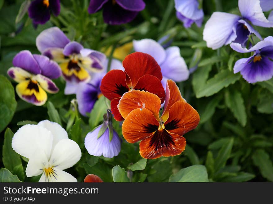 Flower, Plant, Pansy, Flora