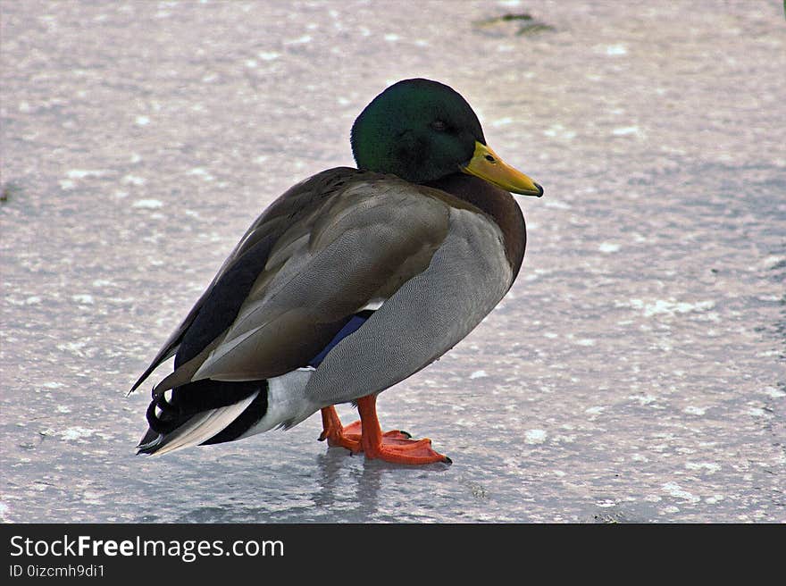 Lone mallard on frozen pond looking cold in Boise Idaho mid winter