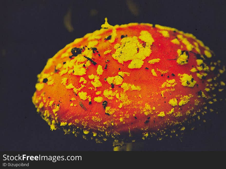 Bright amanita mushroom in the forest, autumn season, filtered background. Bright amanita mushroom in the forest, autumn season, filtered background.