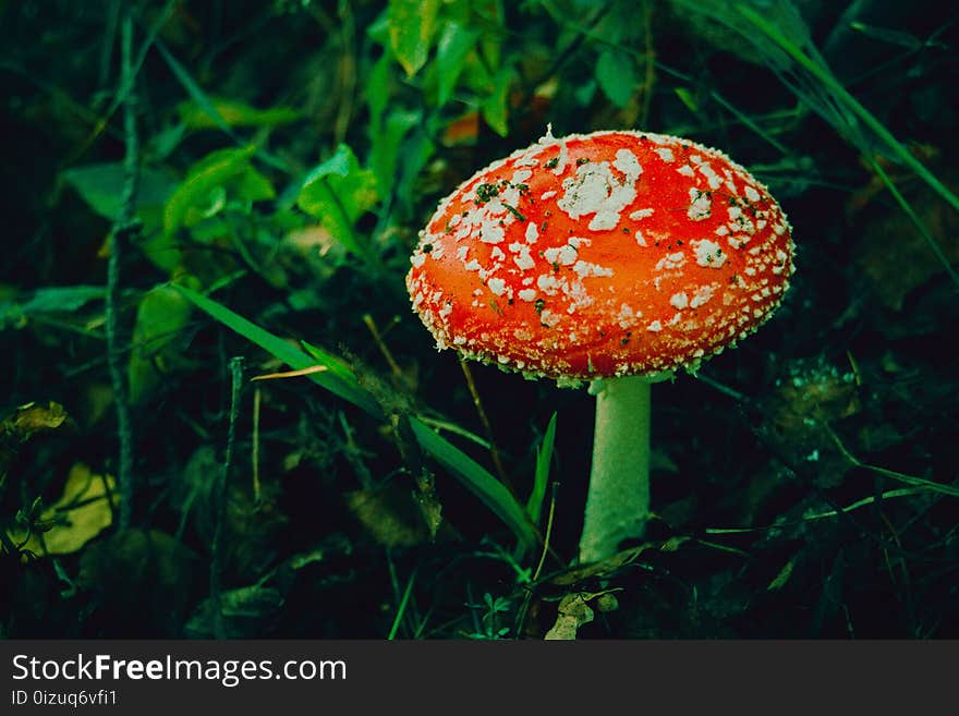 Amanita In The Forest Filtered