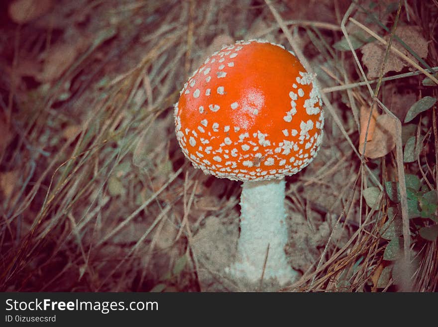 Amanita in the Forest Filtered