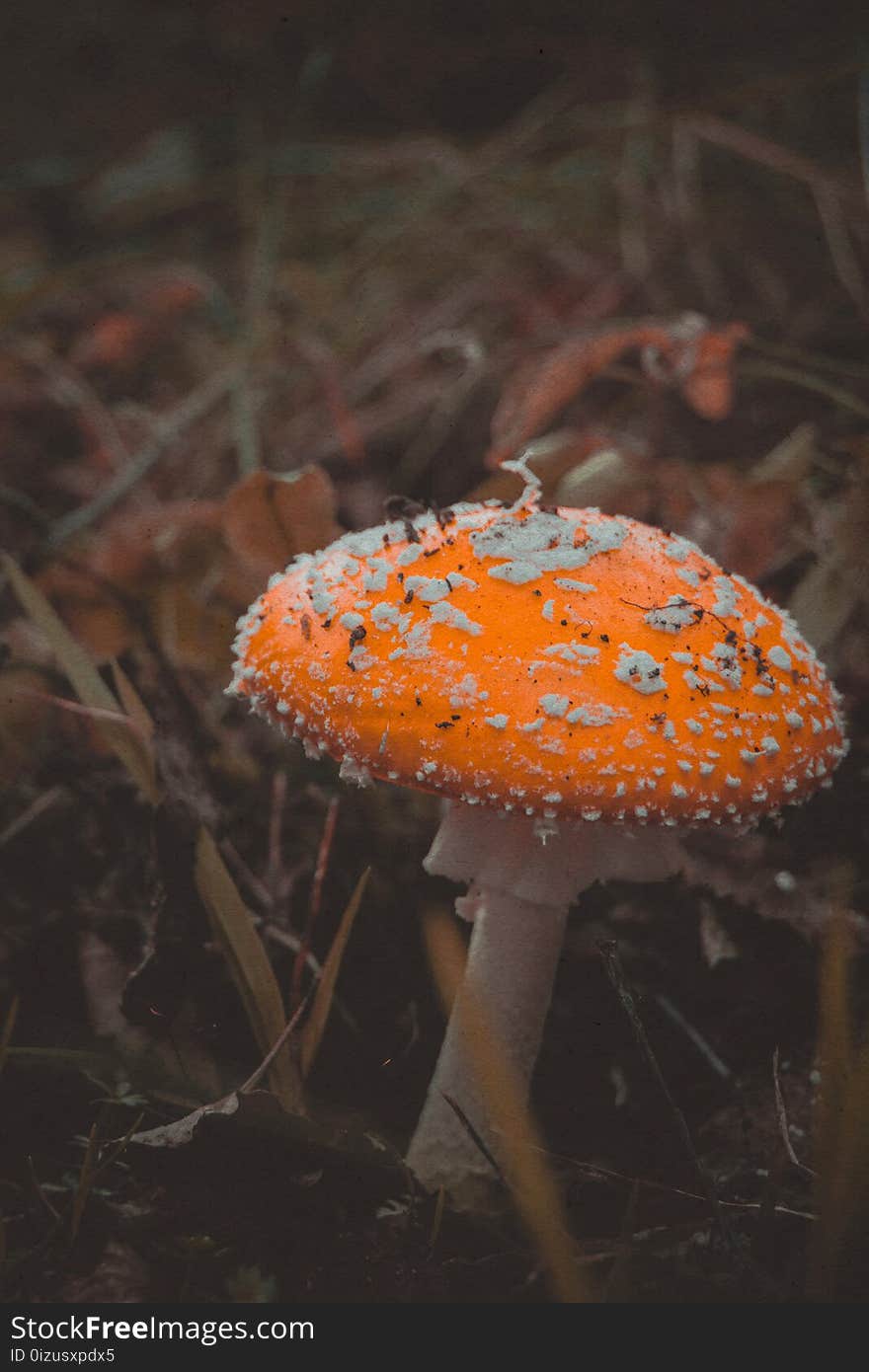 Bright amanita mushroom in the forest, autumn season, filtered background. Bright amanita mushroom in the forest, autumn season, filtered background.